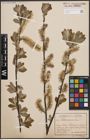 Foto von Salix cinerea L.